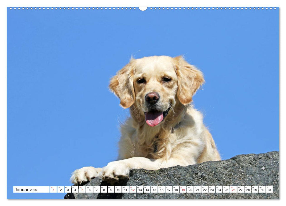 Golden Retriever ein treuer Begleiter (CALVENDO Premium Wandkalender 2025)