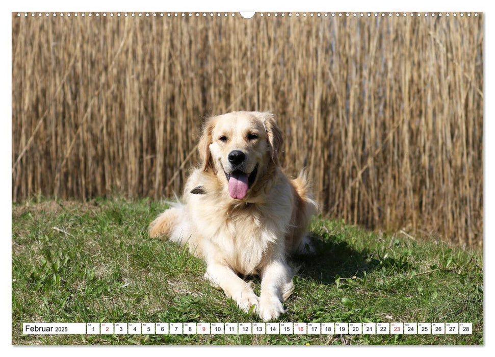 Golden Retriever ein treuer Begleiter (CALVENDO Premium Wandkalender 2025)