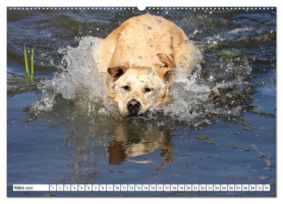 Golden Retriever ein treuer Begleiter (CALVENDO Premium Wandkalender 2025)