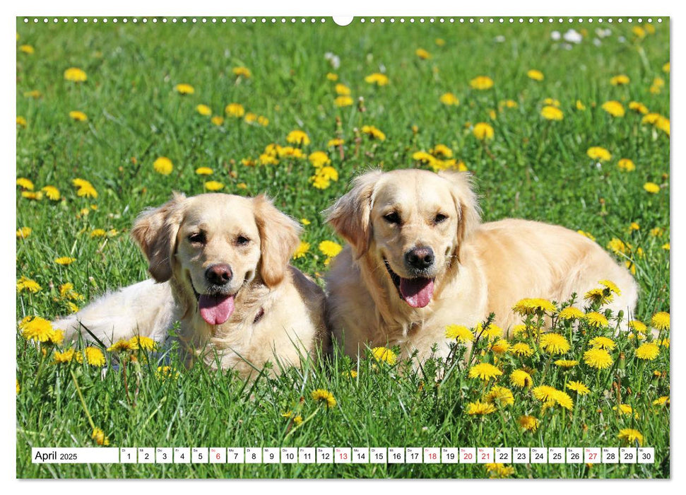 Golden Retriever ein treuer Begleiter (CALVENDO Premium Wandkalender 2025)