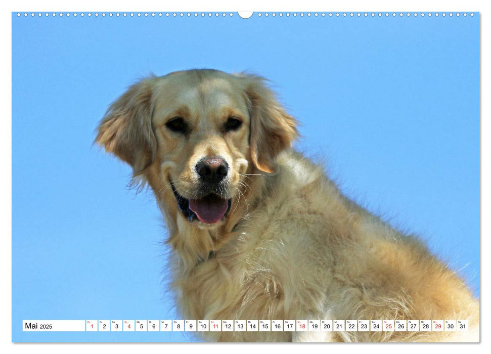 Golden Retriever ein treuer Begleiter (CALVENDO Premium Wandkalender 2025)