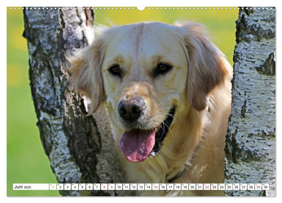 Golden Retriever ein treuer Begleiter (CALVENDO Premium Wandkalender 2025)