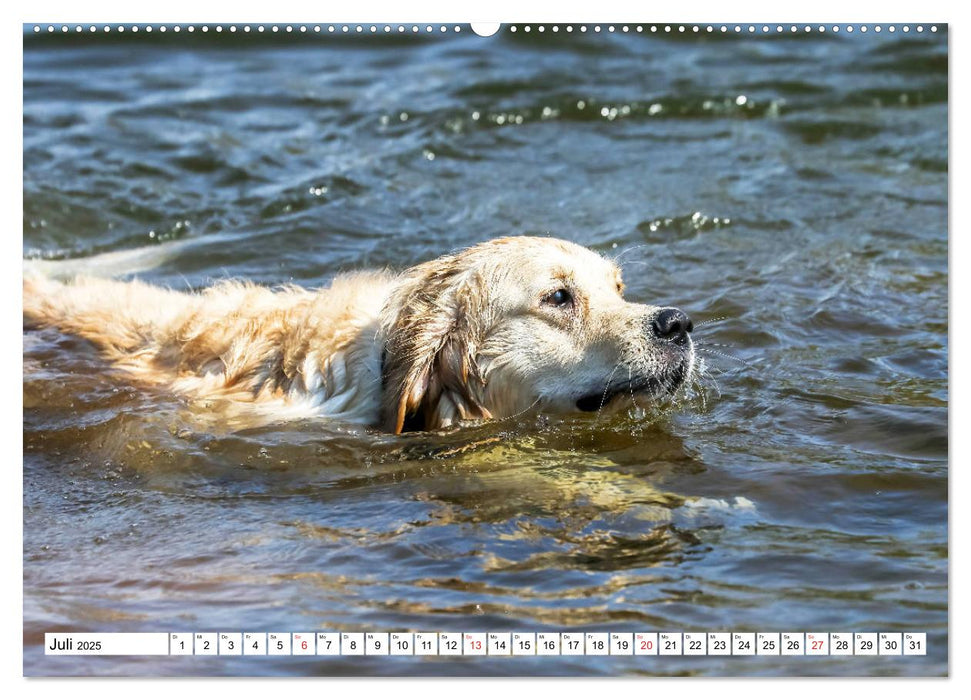 Golden Retriever ein treuer Begleiter (CALVENDO Premium Wandkalender 2025)