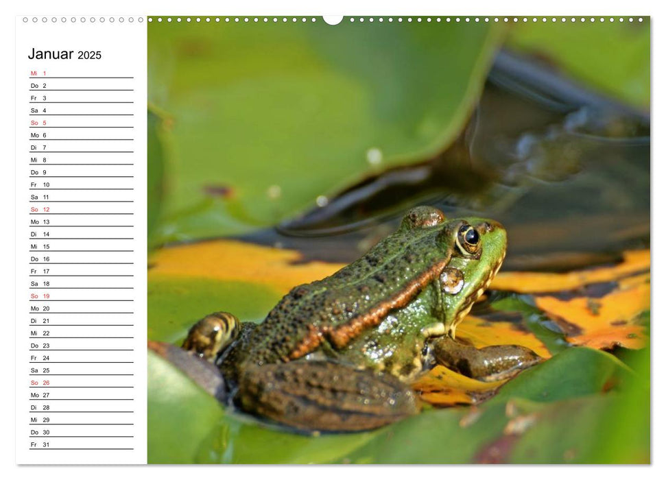 Der Teichfrosch (CALVENDO Premium Wandkalender 2025)