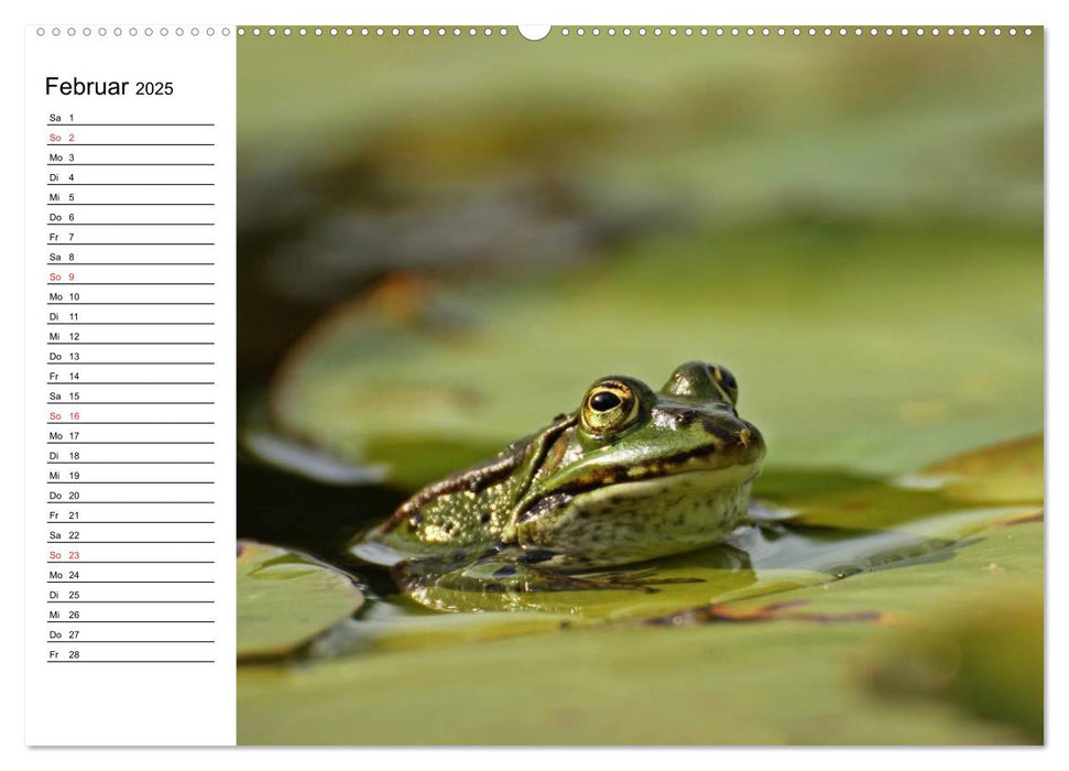 Der Teichfrosch (CALVENDO Premium Wandkalender 2025)