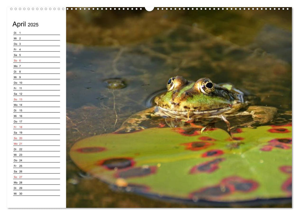 Der Teichfrosch (CALVENDO Premium Wandkalender 2025)