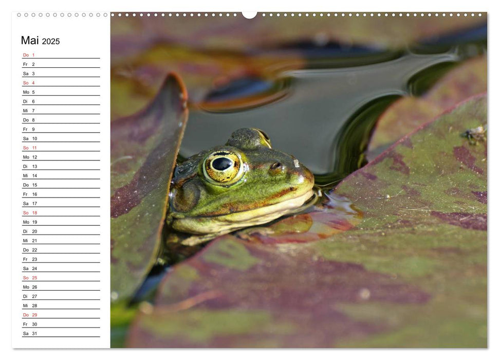 Der Teichfrosch (CALVENDO Premium Wandkalender 2025)