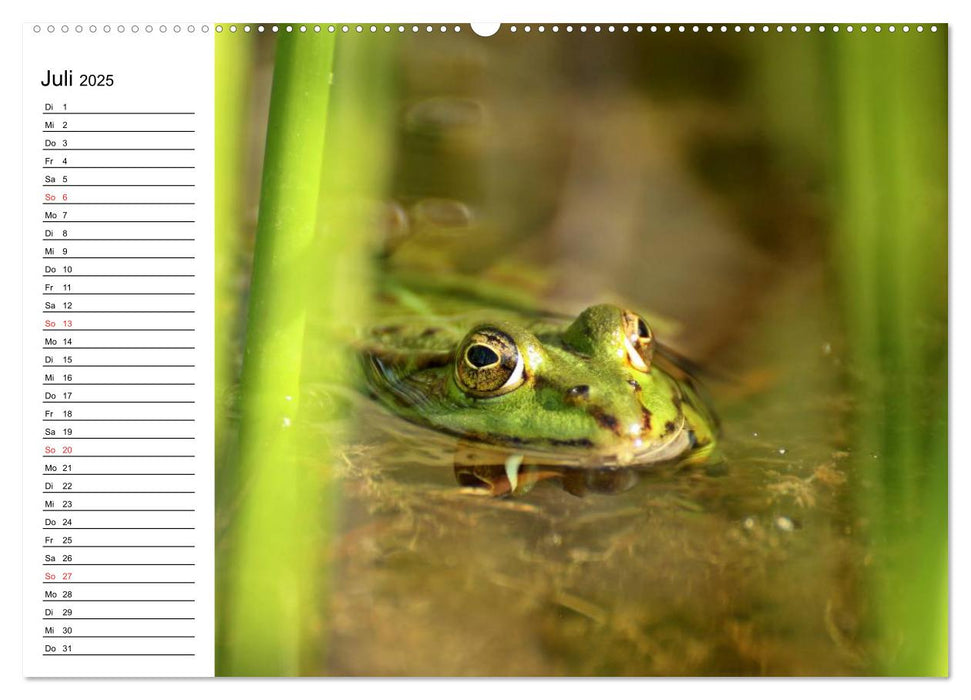 Der Teichfrosch (CALVENDO Premium Wandkalender 2025)