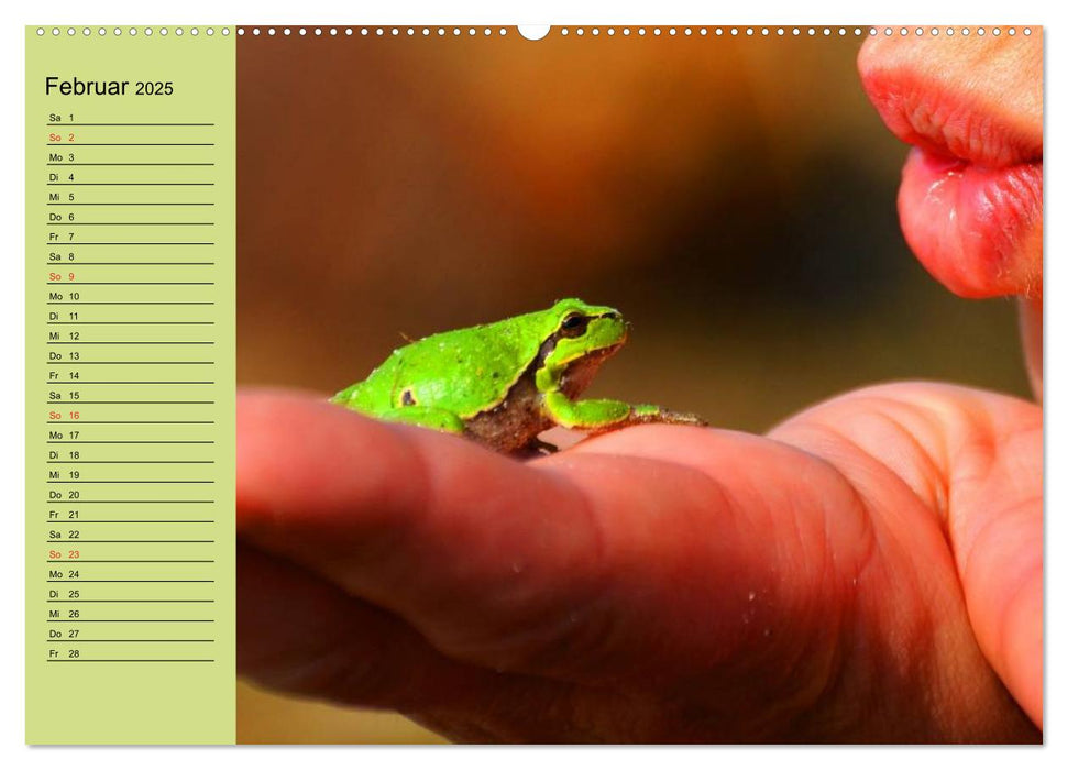 Frosch müsste man sein! (CALVENDO Premium Wandkalender 2025)