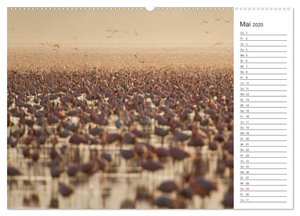 Emotionale Momente: Afrika Wildlife. Part 3. (CALVENDO Premium Wandkalender 2025)