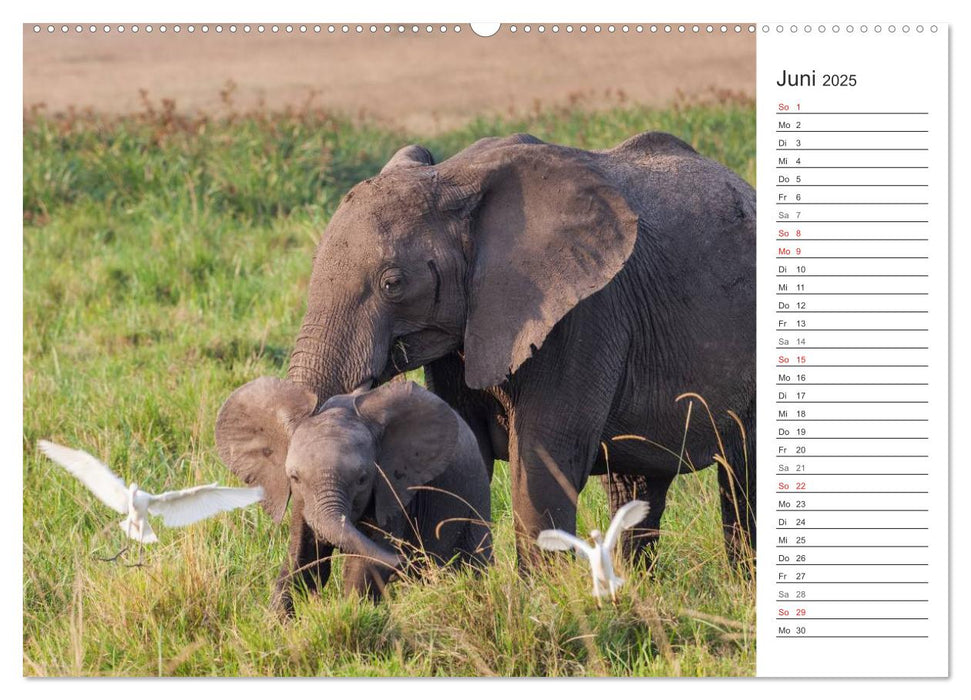 Emotionale Momente: Afrika Wildlife. Part 3. (CALVENDO Premium Wandkalender 2025)