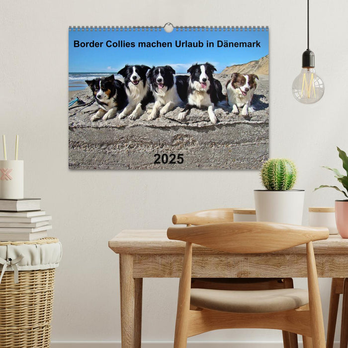 Border Collies machen Urlaub in Dänemark (CALVENDO Wandkalender 2025)