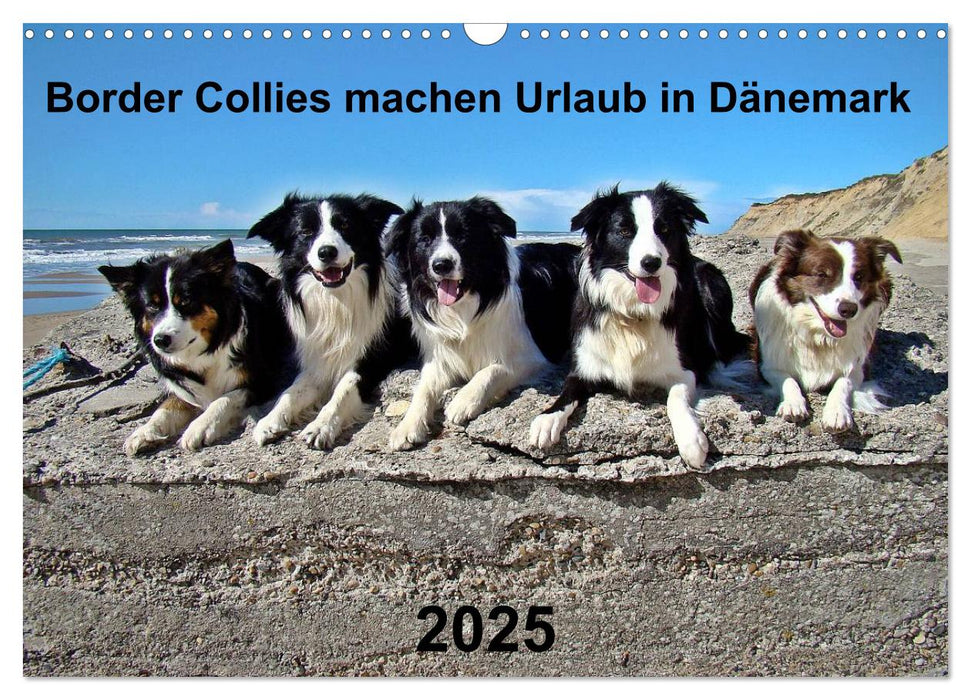 Border Collies machen Urlaub in Dänemark (CALVENDO Wandkalender 2025)