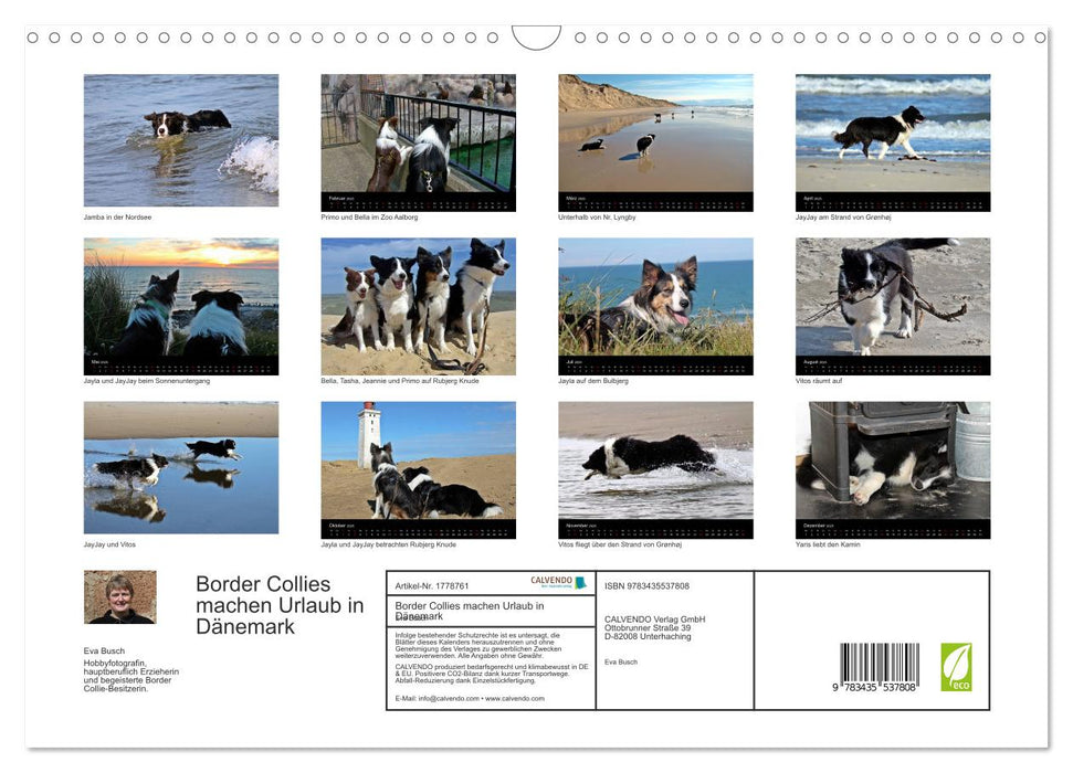 Border Collies machen Urlaub in Dänemark (CALVENDO Wandkalender 2025)