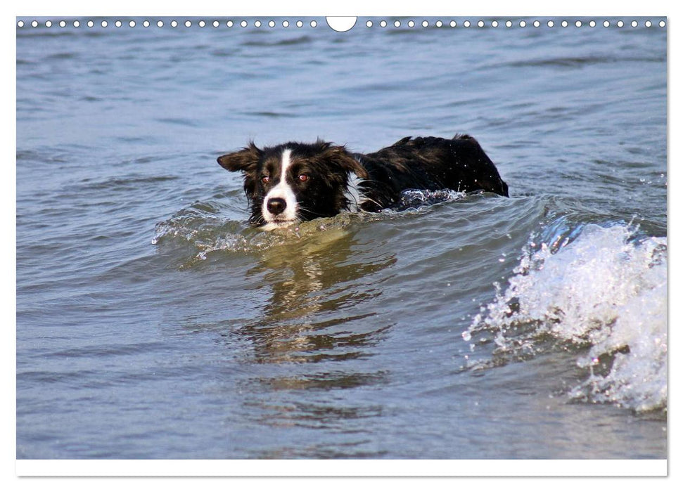 Border Collies machen Urlaub in Dänemark (CALVENDO Wandkalender 2025)