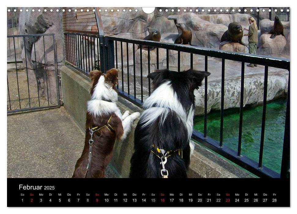 Border Collies machen Urlaub in Dänemark (CALVENDO Wandkalender 2025)