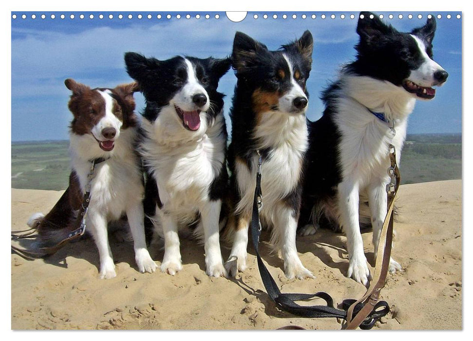 Border Collies machen Urlaub in Dänemark (CALVENDO Wandkalender 2025)