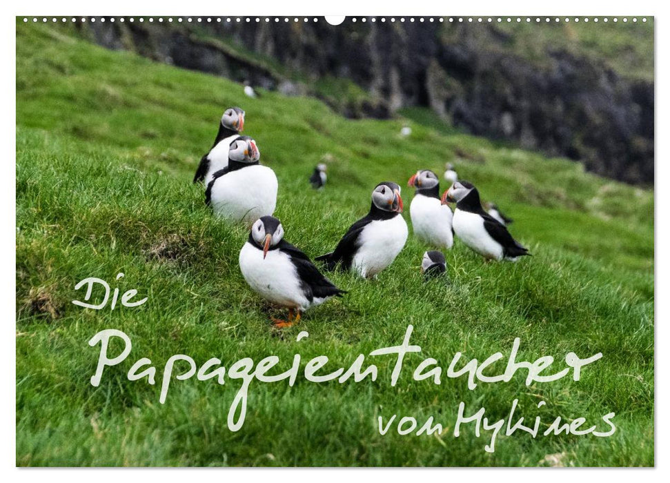 Die Papageientaucher von Mykines (CALVENDO Wandkalender 2025)