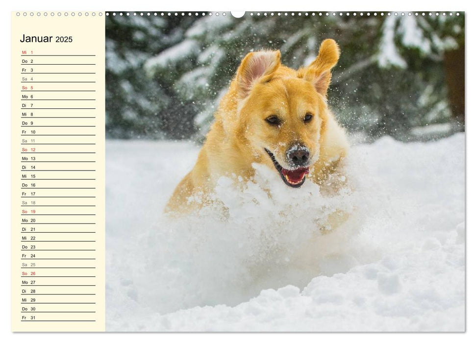 Dass mir der Hund das Liebste sei... (CALVENDO Premium Wandkalender 2025)