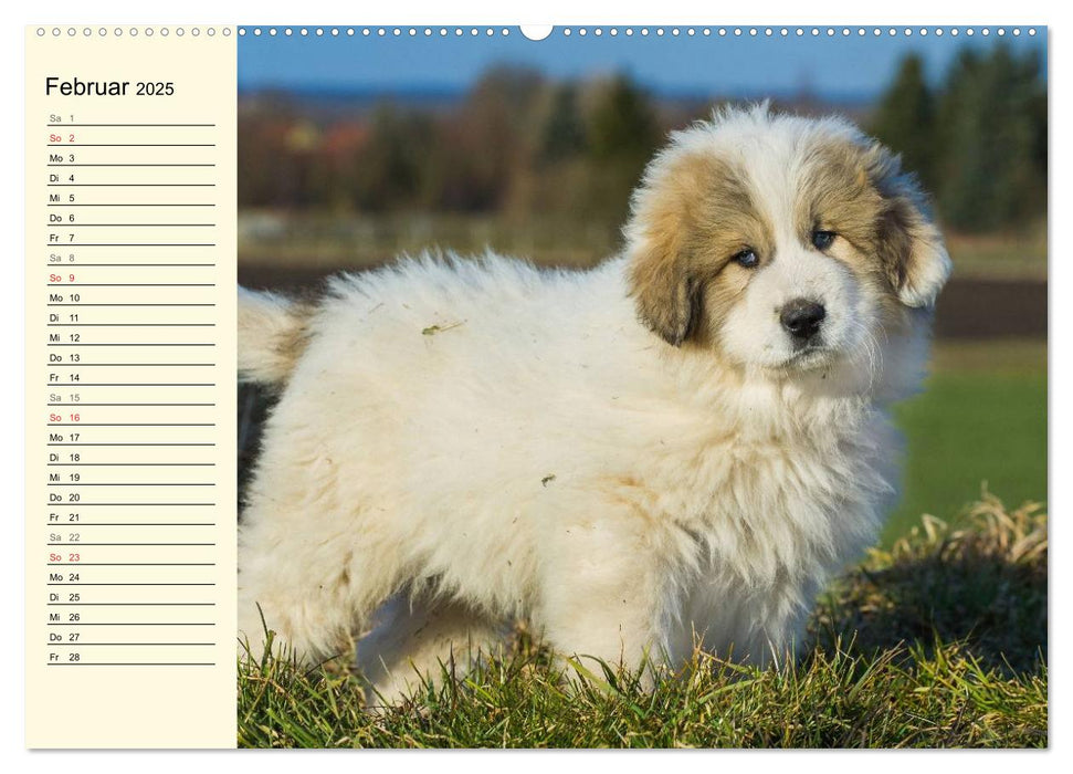 Dass mir der Hund das Liebste sei... (CALVENDO Premium Wandkalender 2025)