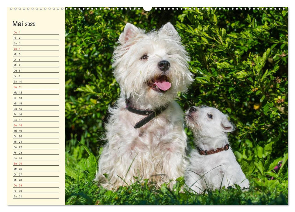 Dass mir der Hund das Liebste sei... (CALVENDO Premium Wandkalender 2025)