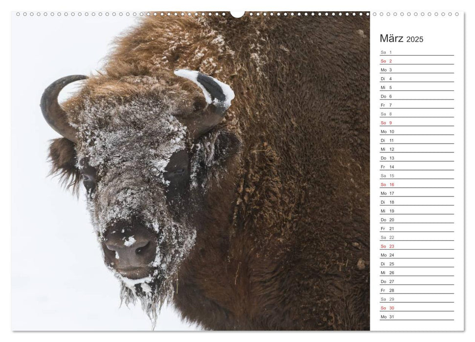 Emotionale Momente: Der Wisent. (CALVENDO Premium Wandkalender 2025)