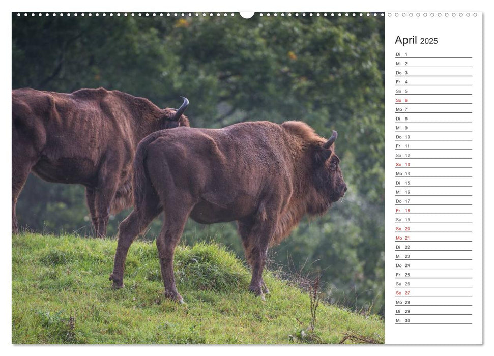 Emotionale Momente: Der Wisent. (CALVENDO Premium Wandkalender 2025)