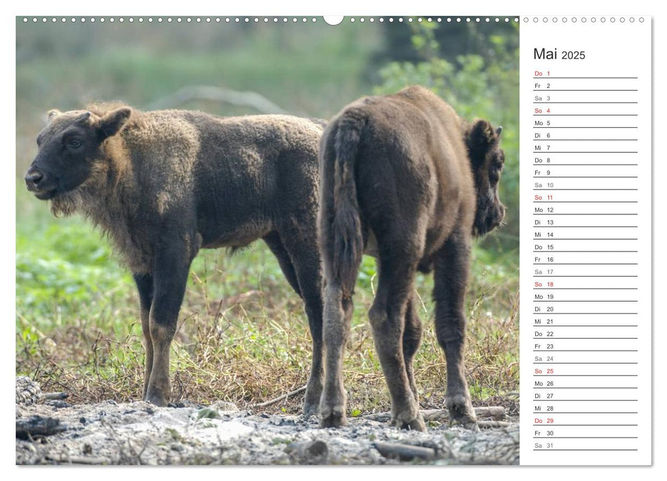 Emotionale Momente: Der Wisent. (CALVENDO Premium Wandkalender 2025)