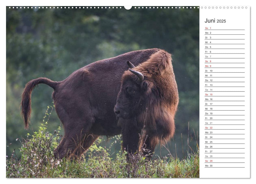 Emotionale Momente: Der Wisent. (CALVENDO Premium Wandkalender 2025)