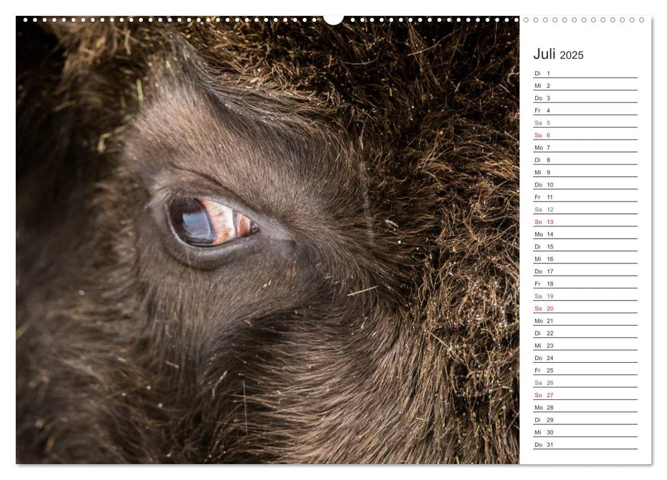 Emotionale Momente: Der Wisent. (CALVENDO Premium Wandkalender 2025)