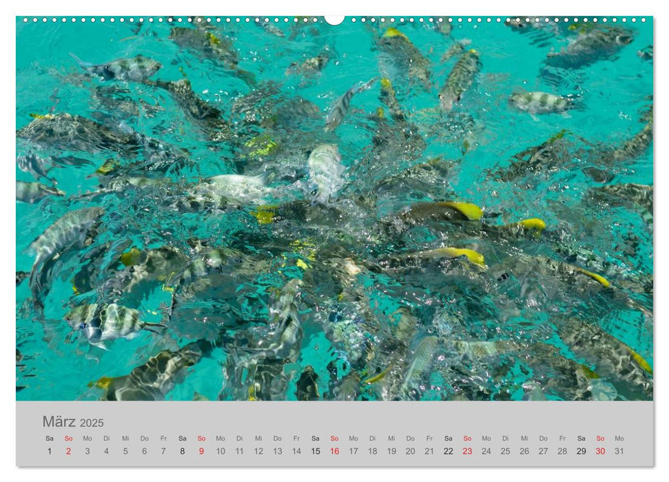 Lichtblicke - Seychellen (CALVENDO Premium Wandkalender 2025)