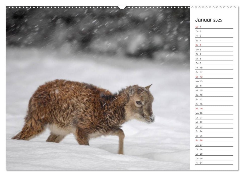 Emotionale Momente: Muffelwild. (CALVENDO Premium Wandkalender 2025)