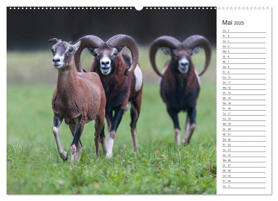 Emotionale Momente: Muffelwild. (CALVENDO Premium Wandkalender 2025)