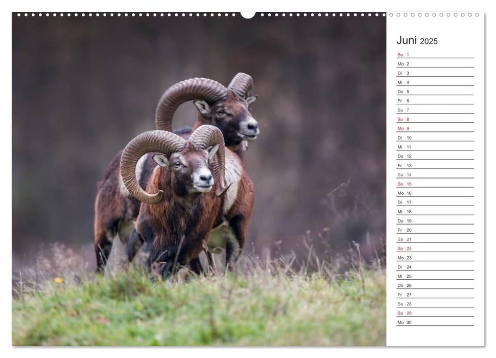 Emotionale Momente: Muffelwild. (CALVENDO Premium Wandkalender 2025)