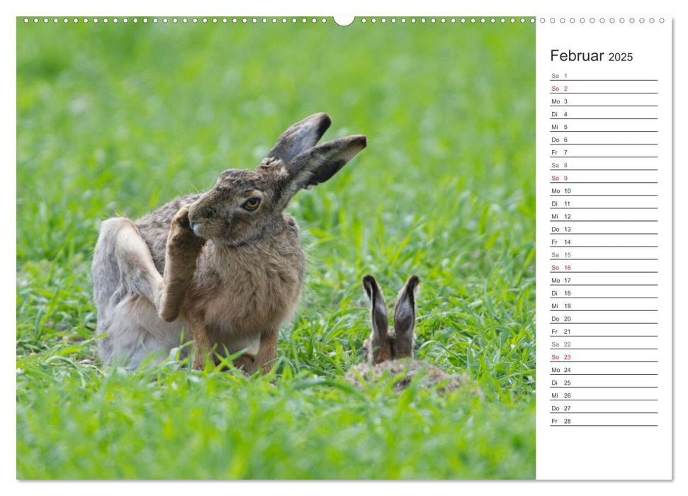 Emotionale Momente: Feldhasen (CALVENDO Premium Wandkalender 2025)