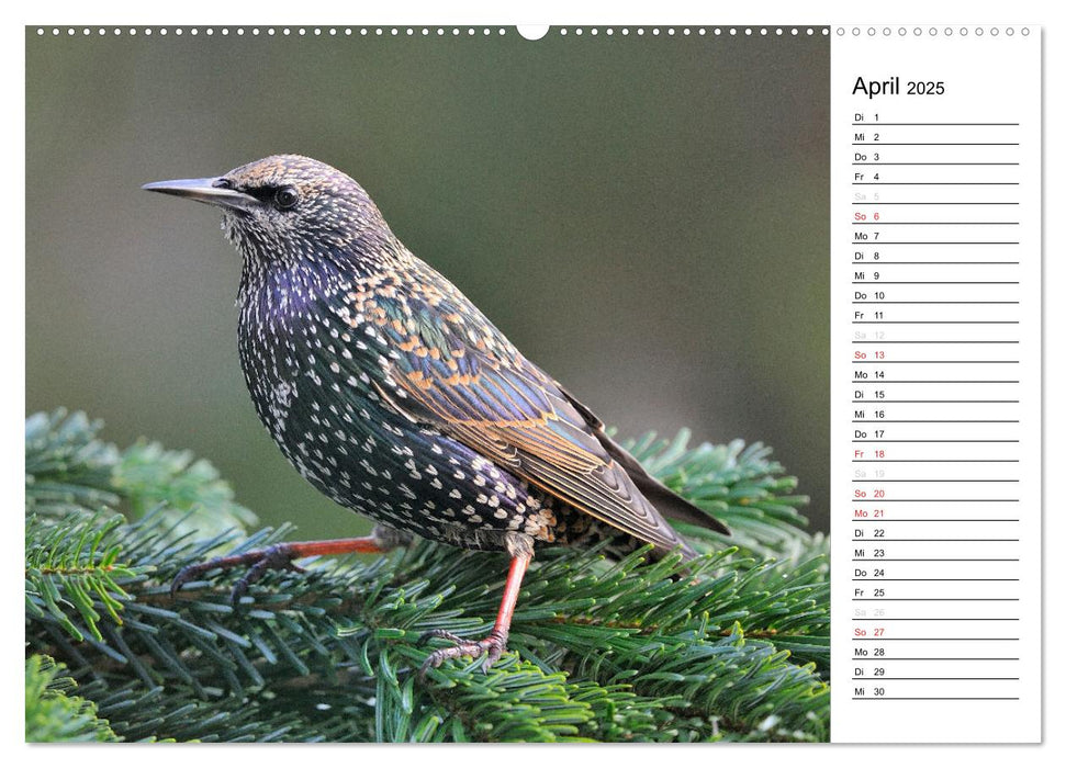 Unsere heimischen Gartenvögel (CALVENDO Premium Wandkalender 2025)