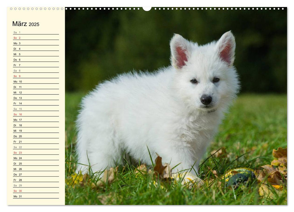 Weißer Schweizer Schäferhund - Ein Tag im Leben einer Hundefamilie (CALVENDO Premium Wandkalender 2025)