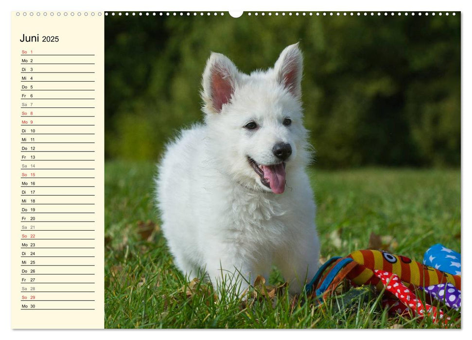 Weißer Schweizer Schäferhund - Ein Tag im Leben einer Hundefamilie (CALVENDO Premium Wandkalender 2025)