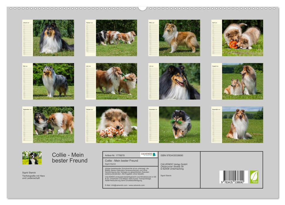 Collie - Mein bester Freund (CALVENDO Premium Wandkalender 2025)