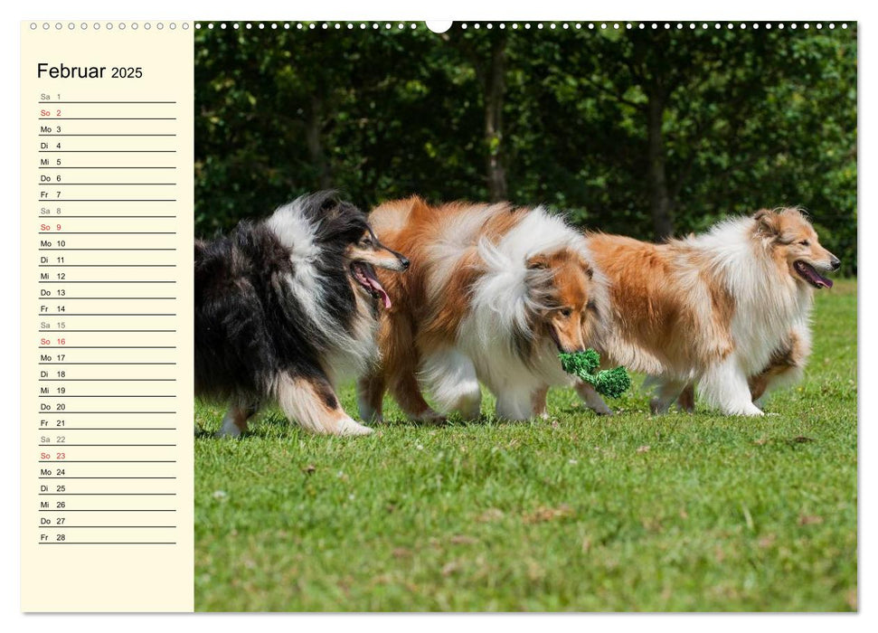 Collie - Mein bester Freund (CALVENDO Premium Wandkalender 2025)