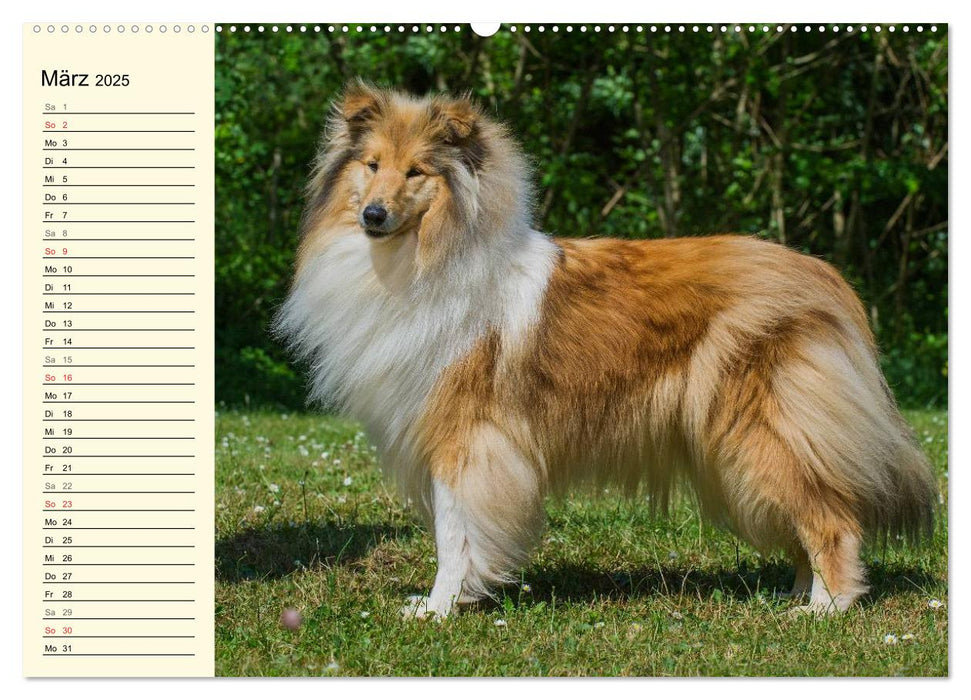 Collie - Mein bester Freund (CALVENDO Premium Wandkalender 2025)