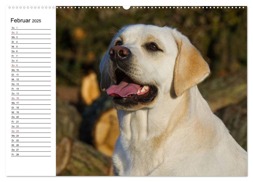 Labrador Retriever - Freunde für´s Leben (CALVENDO Premium Wandkalender 2025)
