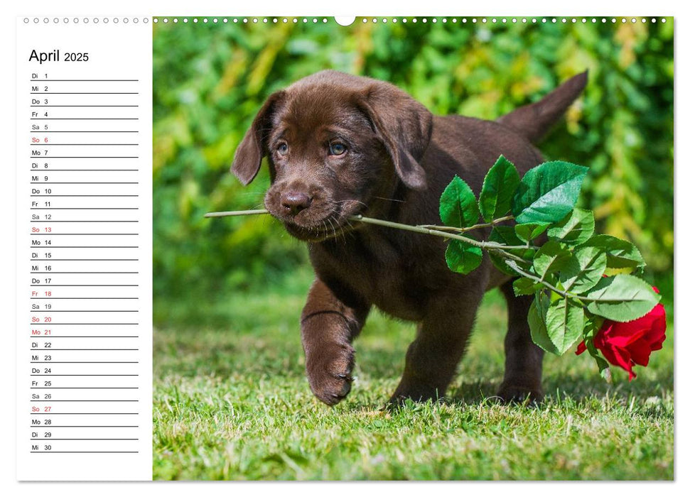 Labrador Retriever - Freunde für´s Leben (CALVENDO Premium Wandkalender 2025)