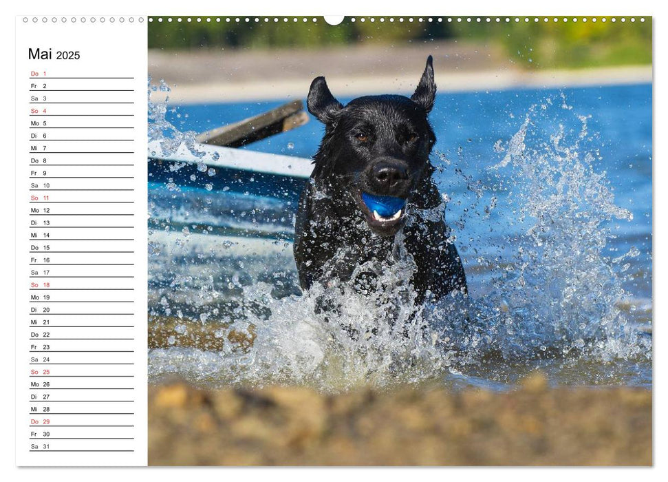 Labrador Retriever - Freunde für´s Leben (CALVENDO Premium Wandkalender 2025)