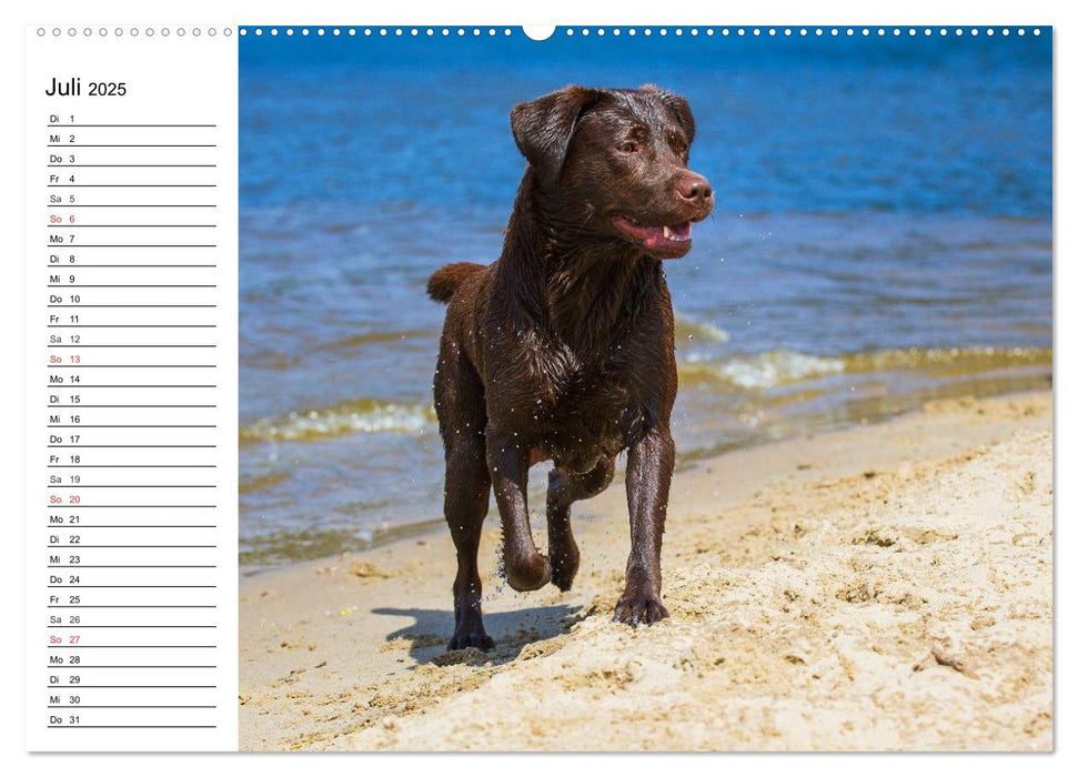 Labrador Retriever - Freunde für´s Leben (CALVENDO Premium Wandkalender 2025)