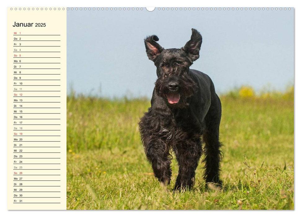 Treuer Freund Riesenschnauzer (CALVENDO Premium Wandkalender 2025)