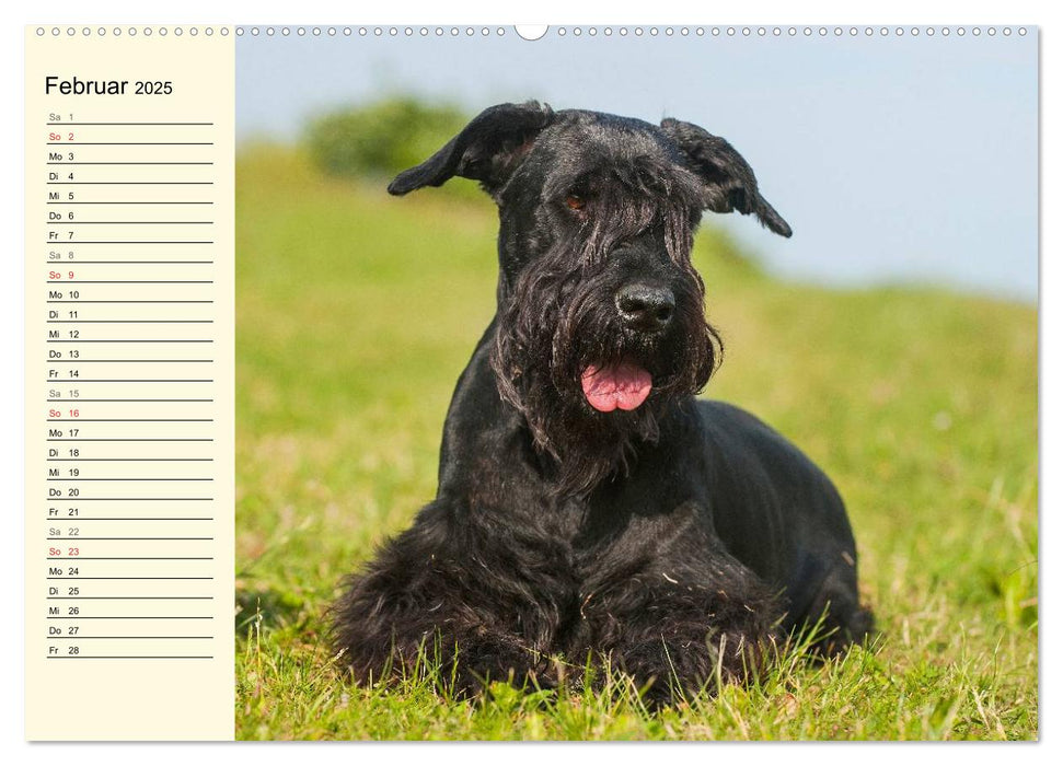 Treuer Freund Riesenschnauzer (CALVENDO Premium Wandkalender 2025)