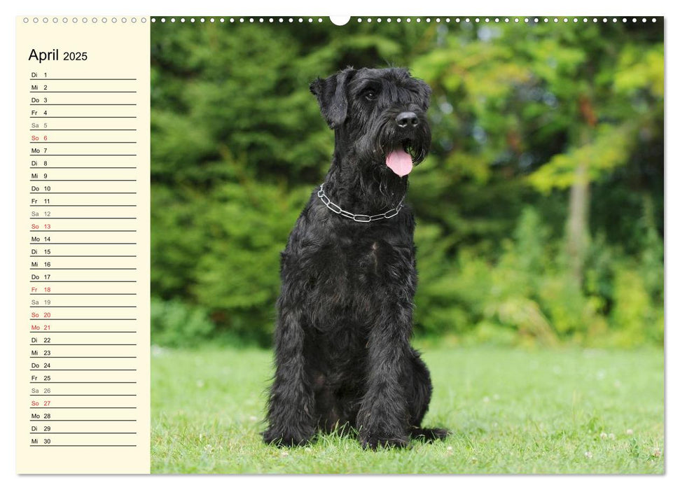 Treuer Freund Riesenschnauzer (CALVENDO Premium Wandkalender 2025)