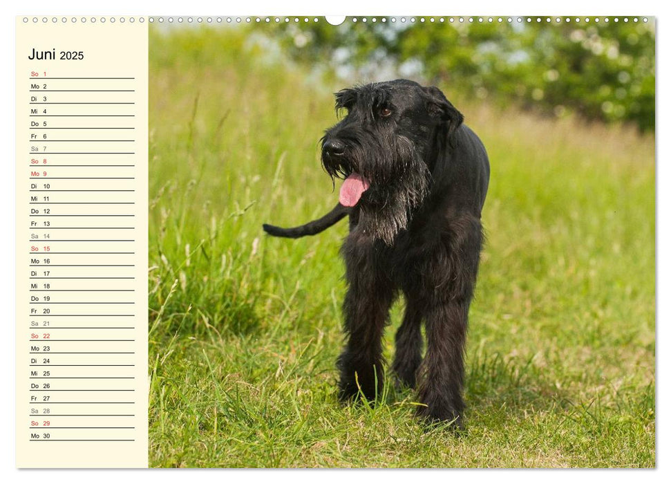 Treuer Freund Riesenschnauzer (CALVENDO Premium Wandkalender 2025)