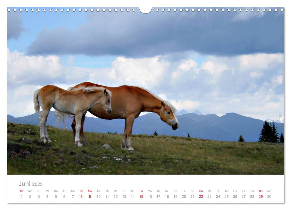 Pferde - In natürlicher Umgebung (CALVENDO Wandkalender 2025)